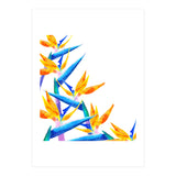 Bird Of Paradise Watercolor (Print Only) thumbnail