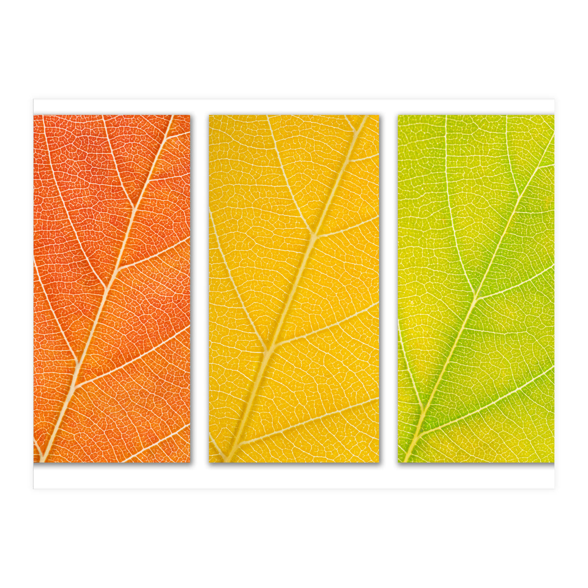 Autumn Leaves (Print Only)