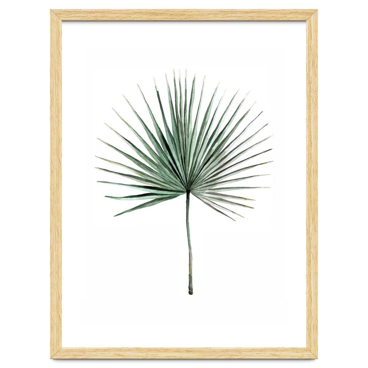 Botanical Illustration Fanpalm