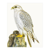 Cc Bird 03 (Print Only) thumbnail
