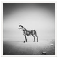 Zebra Mist