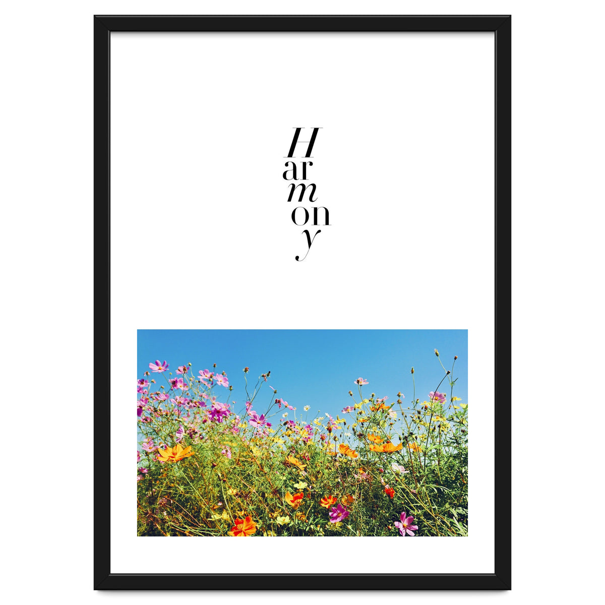 Harmony - cosmos flower - nature photography