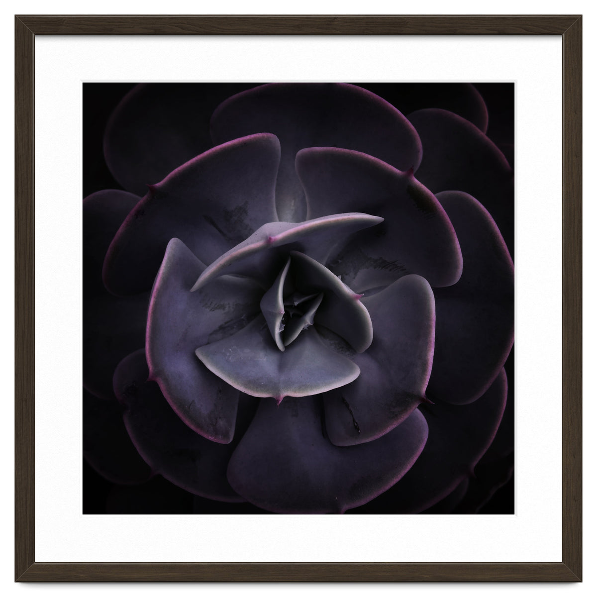 DARKSIDE OF SUCCULENTS VIII