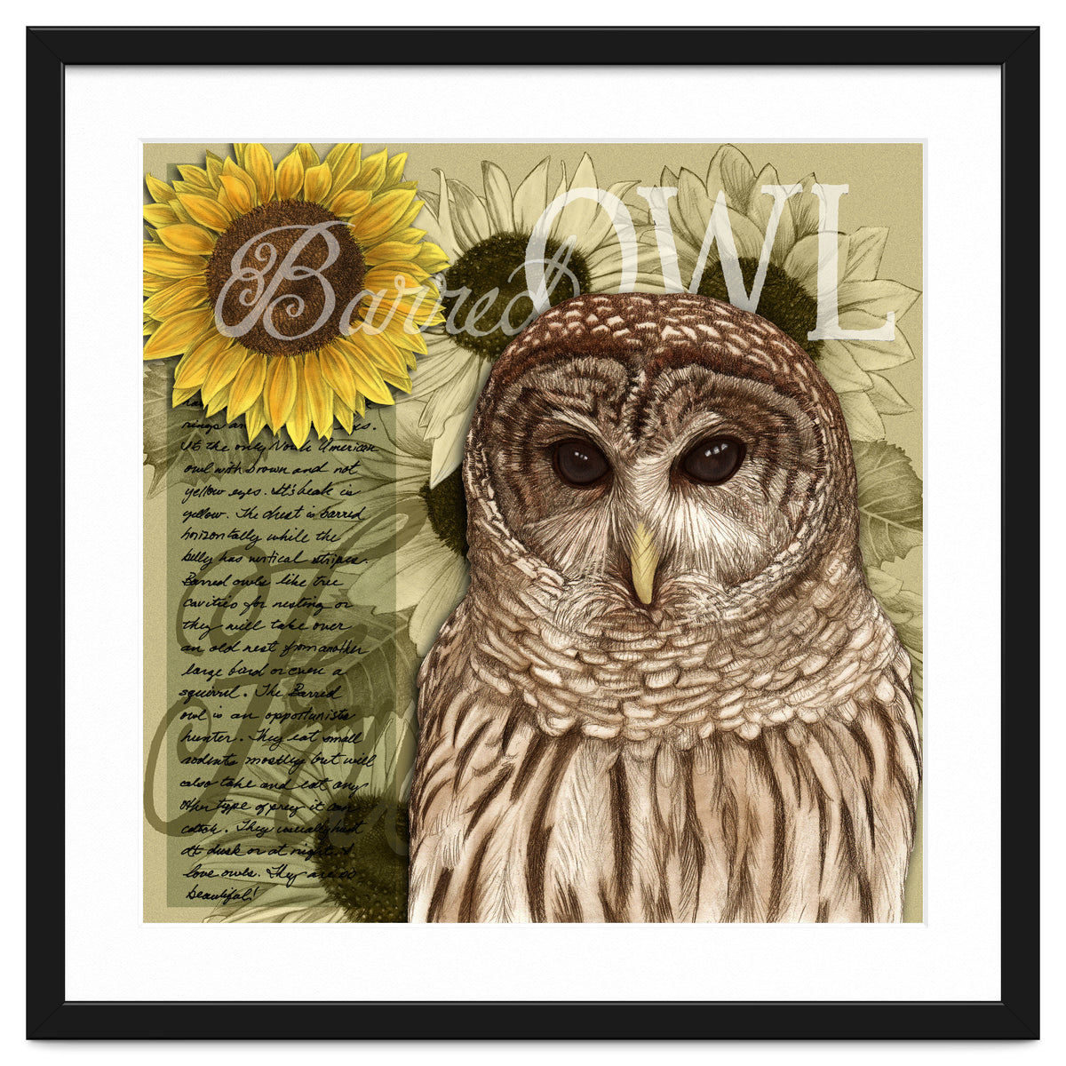 Sunflowers and Barred Owl