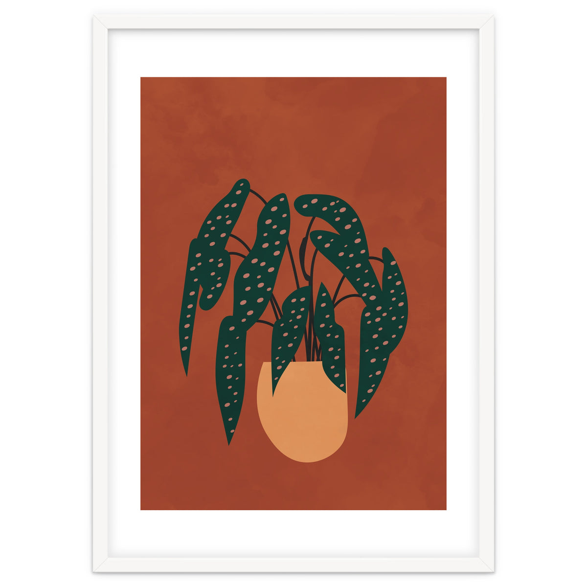 Boho Terracotta Begonia