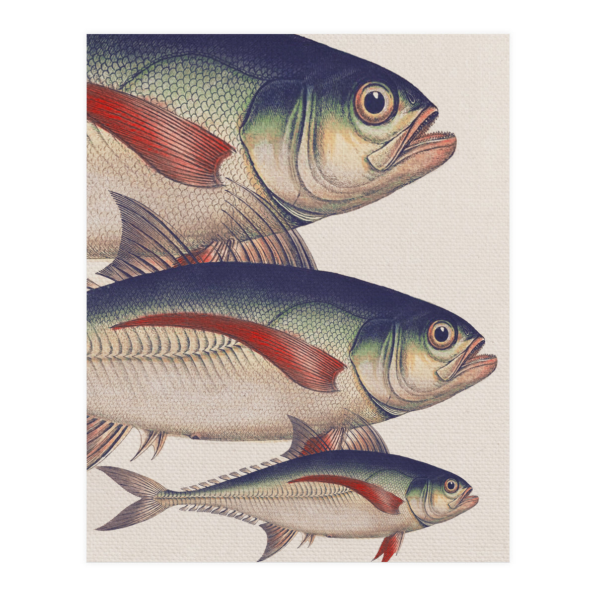 Fish Classic Designs 5 (Print Only)