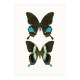 Cc Butterflies 02 (Print Only) thumbnail