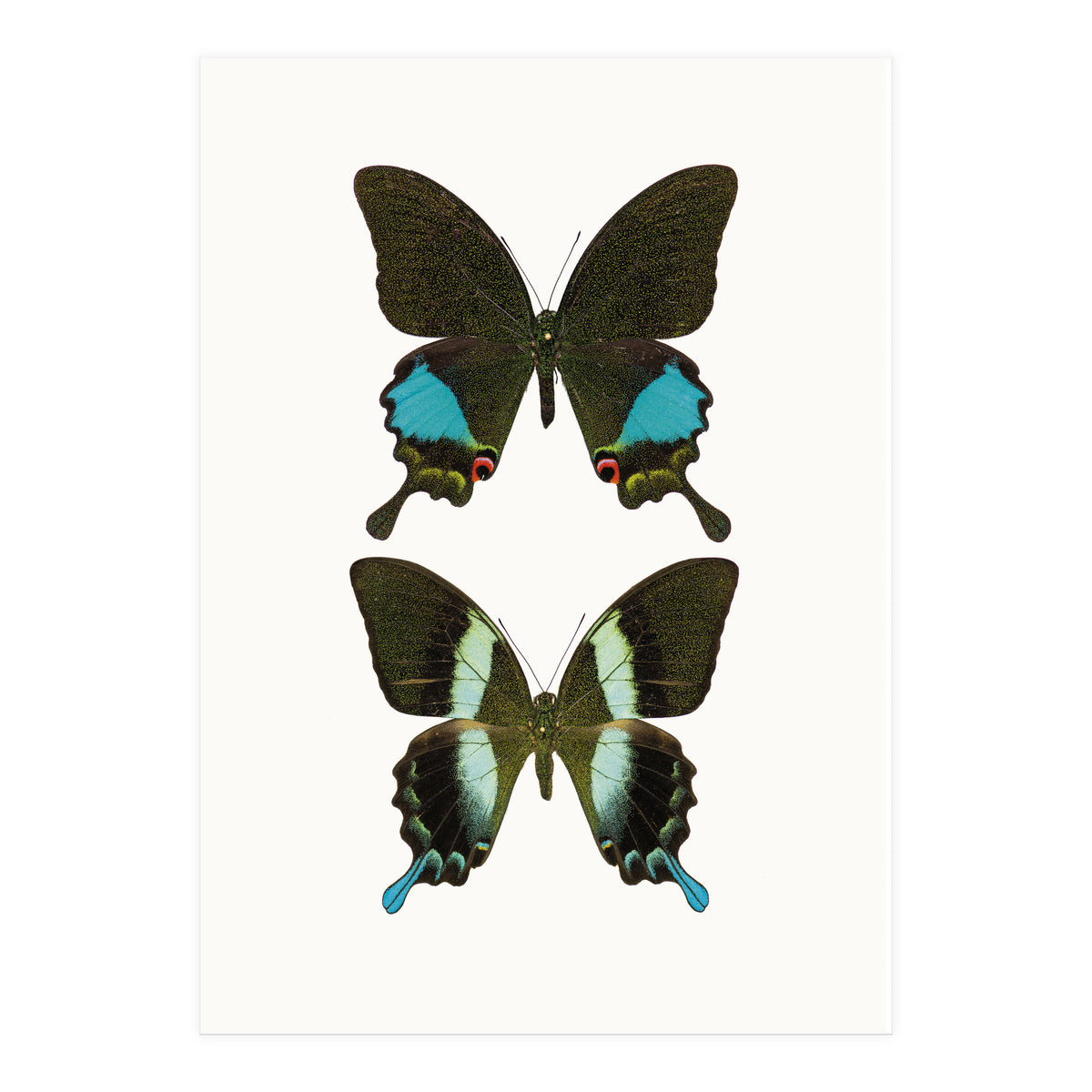 Cc Butterflies 02 (Print Only)