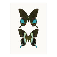 Cc Butterflies 02 (Print Only)