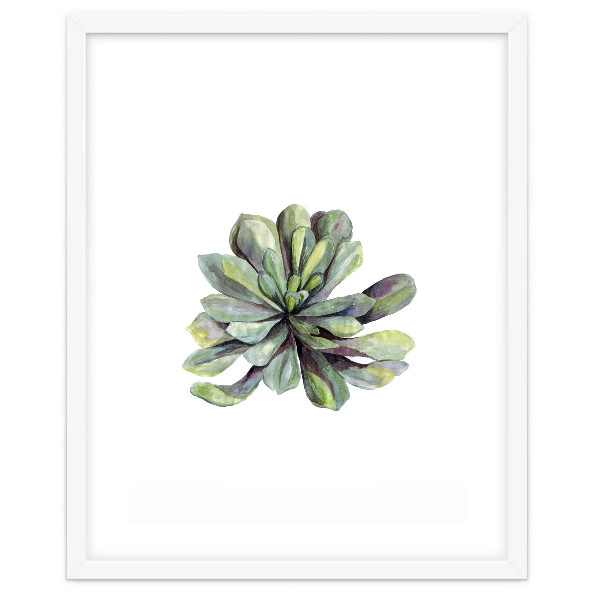 Botanical Illustration Succulent