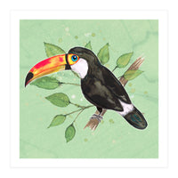 Toco toucan (Print Only)