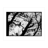 Black raven (Print Only) thumbnail