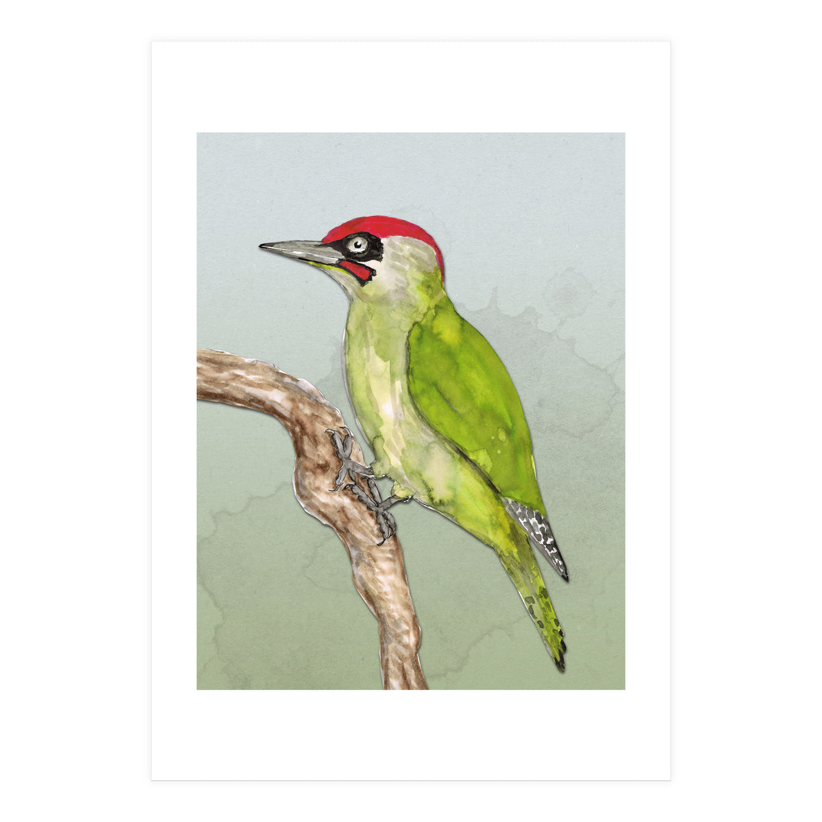 Green woodpecker (Print Only)