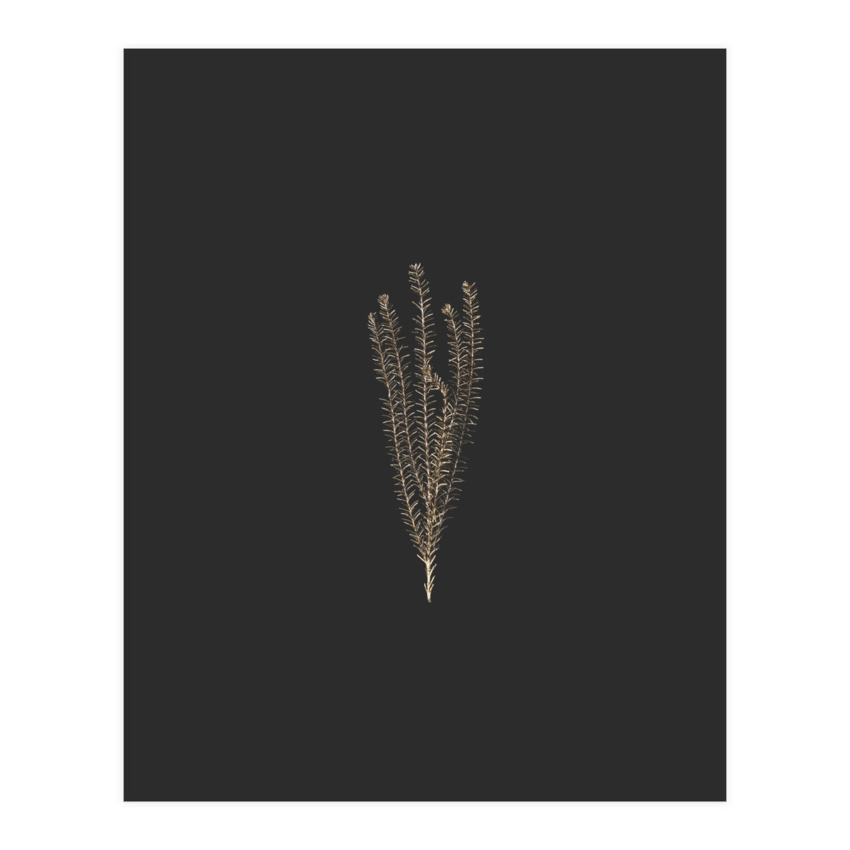 Delicate Fynbos Botanicals in Gold and Black (Print Only)