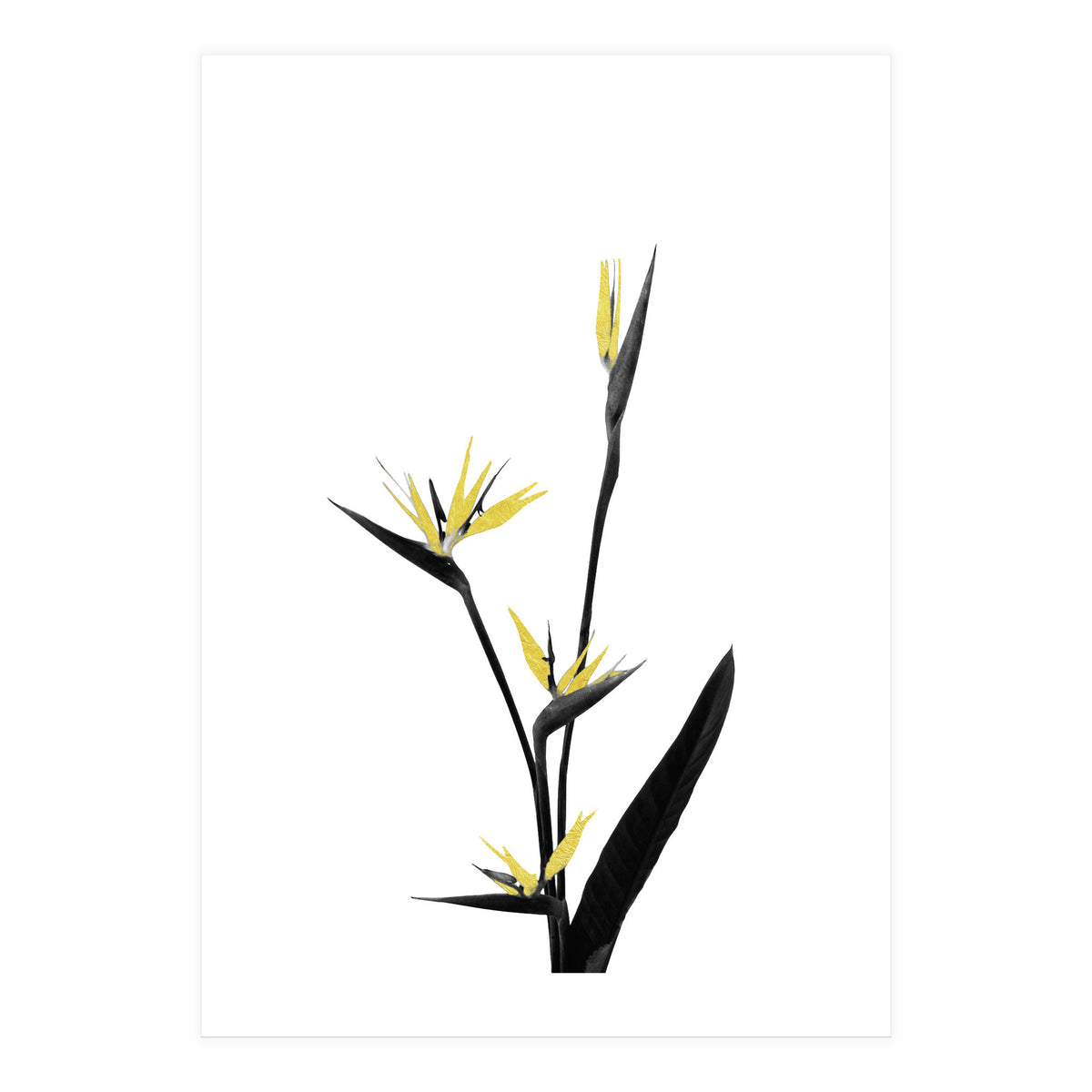 Flower Minimal Black And Gold 05 (Print Only)
