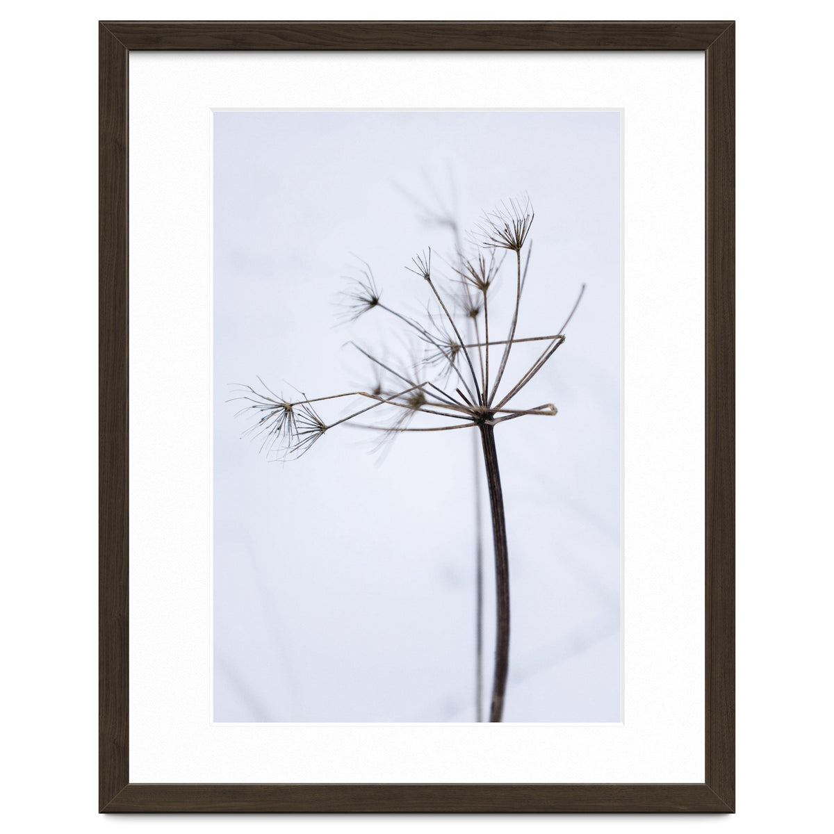 Wildflower in Winter