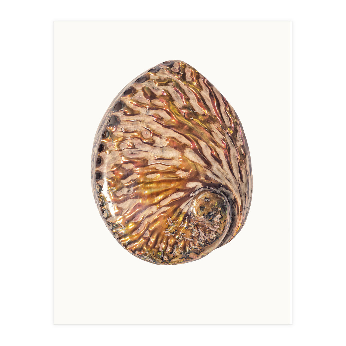 Cc Shell 03 (Print Only)