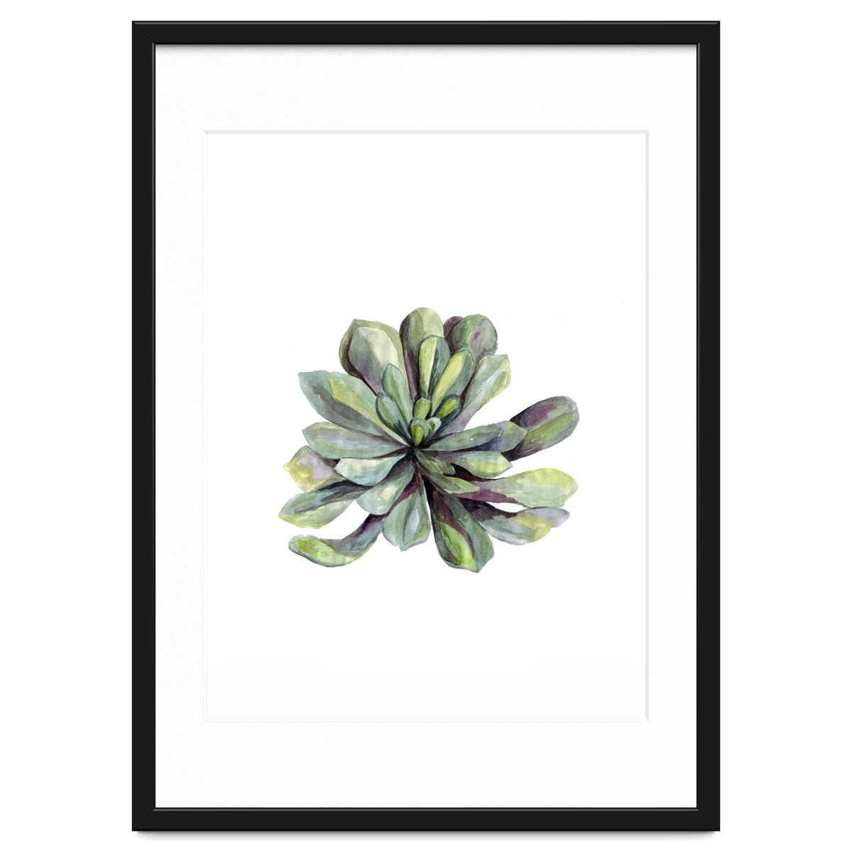 Botanical Illustration Succulent