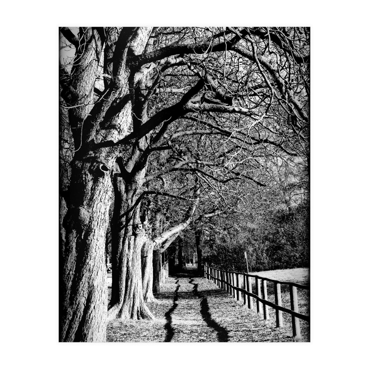 Light and shadows (Print Only)