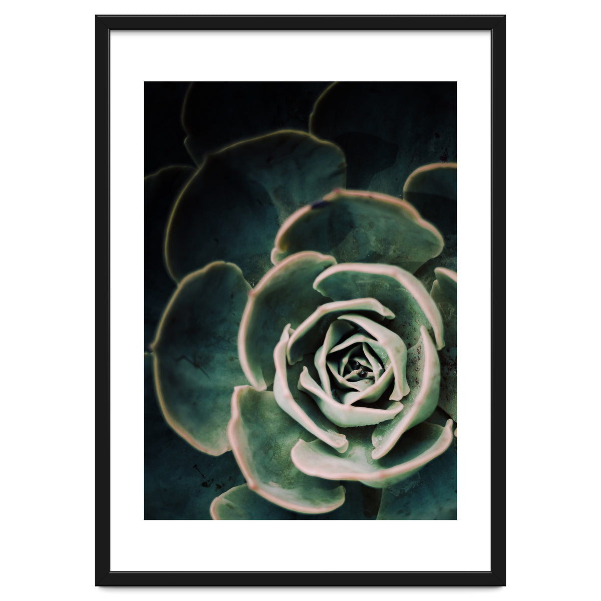 Darkside Of Succulents 4-D