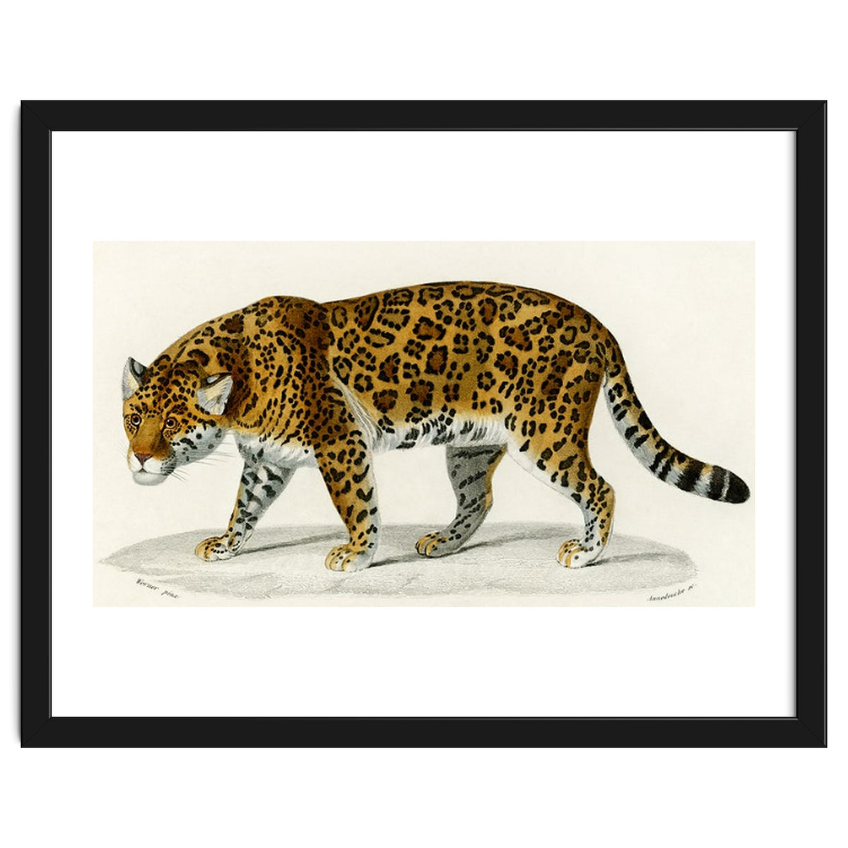 Jaguar (Panthera Onca) illustrated