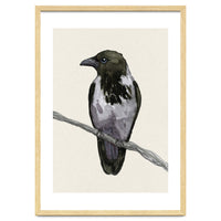 Hooded crow watercolor