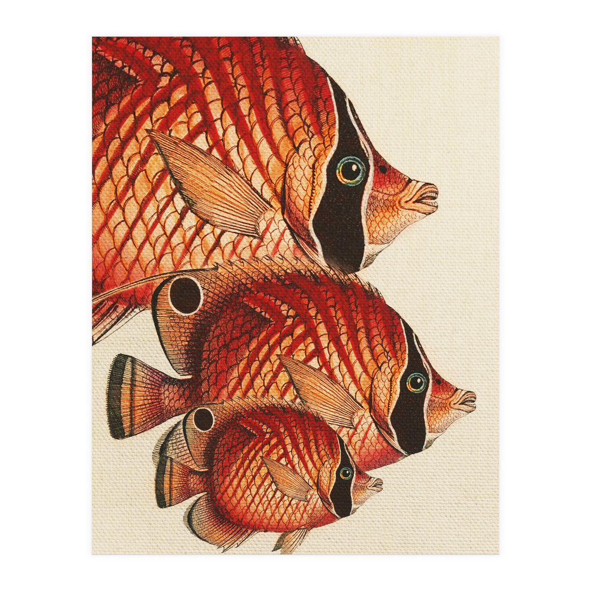 Fish Classic Designs 2 (Print Only)