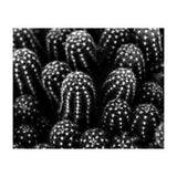 Cactus (Print Only) thumbnail