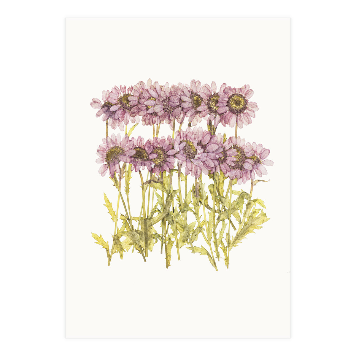 Cc Flower 02 (Print Only)