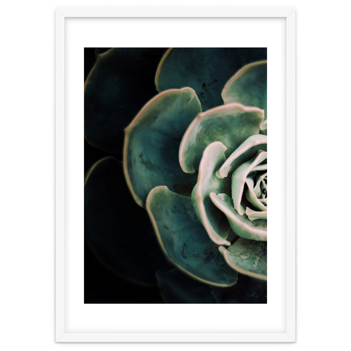Darkside Of Succulents 4-E