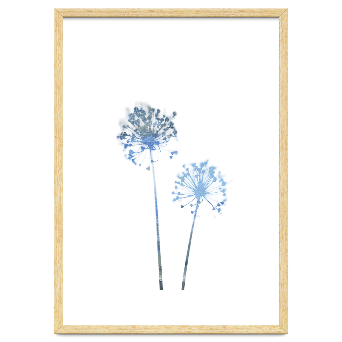 Blue Dandelion