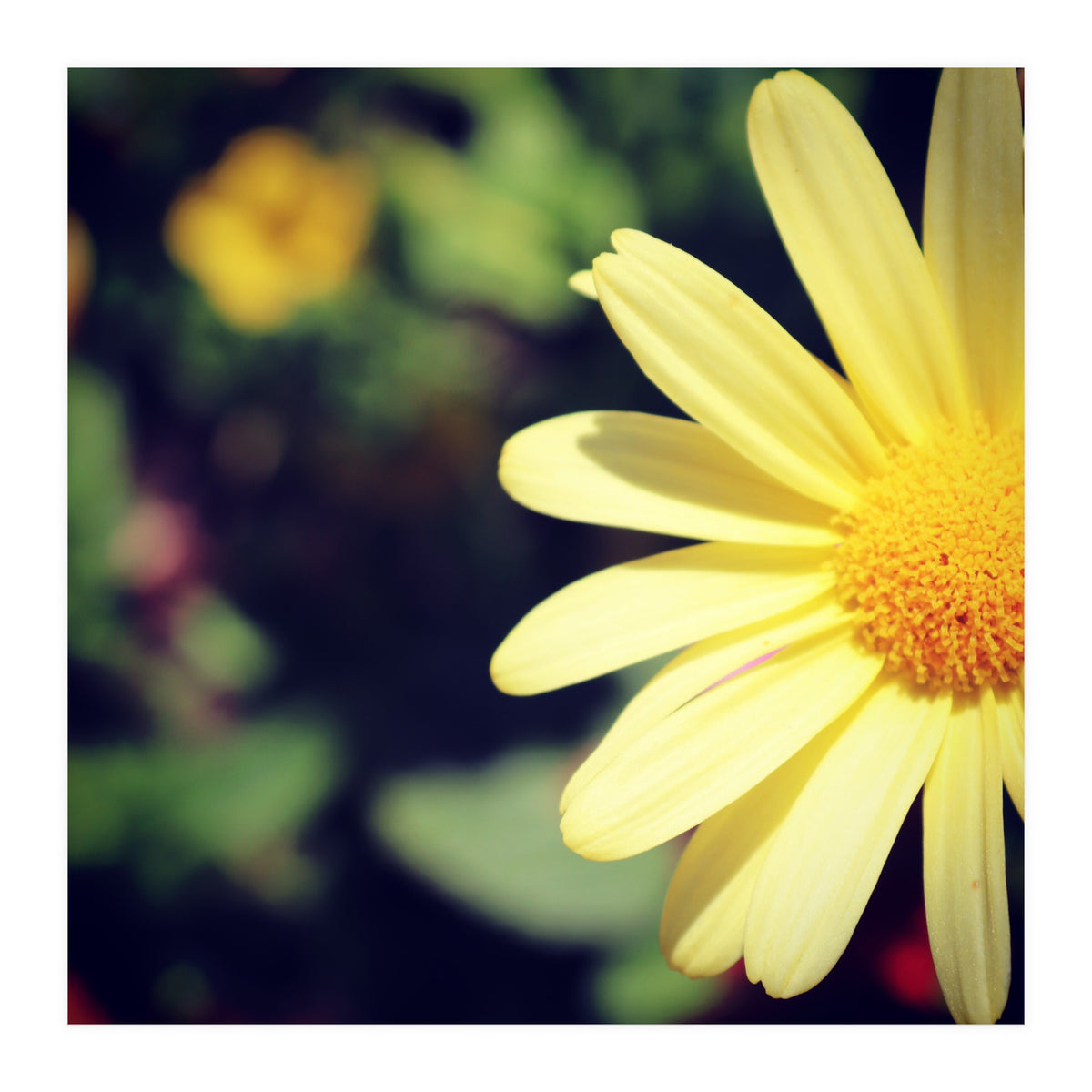 Summer flora (Print Only)