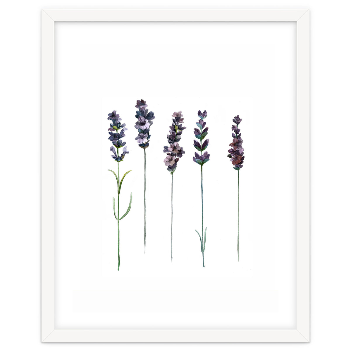 Botanical Illustration Lavender