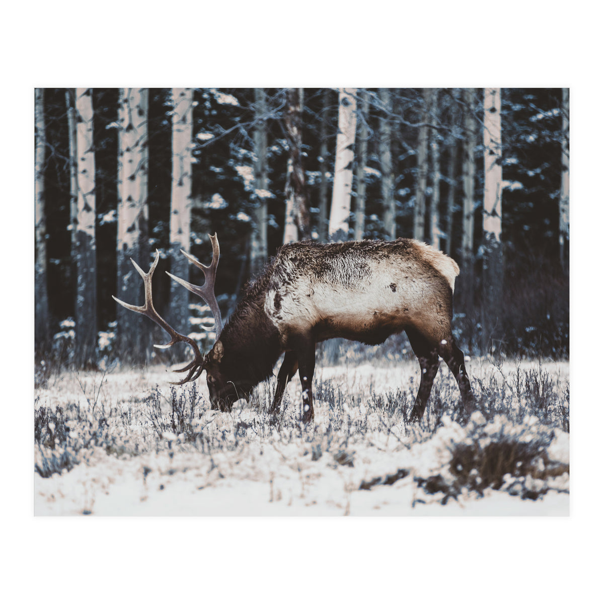 animal print (Print Only)