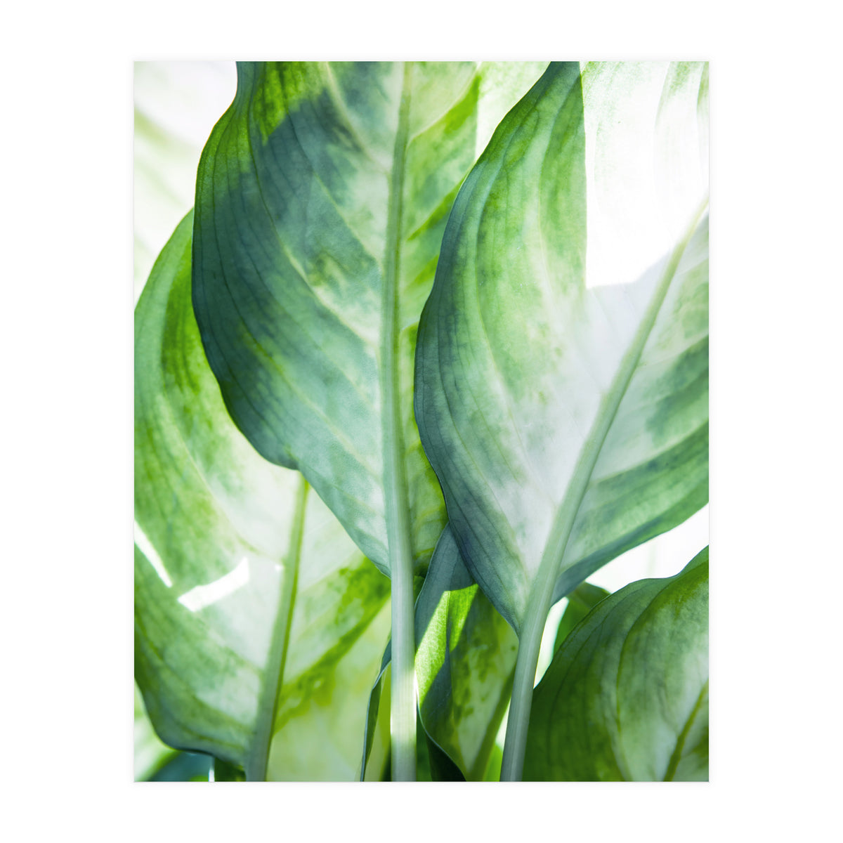 Tropic Abstract (Print Only)