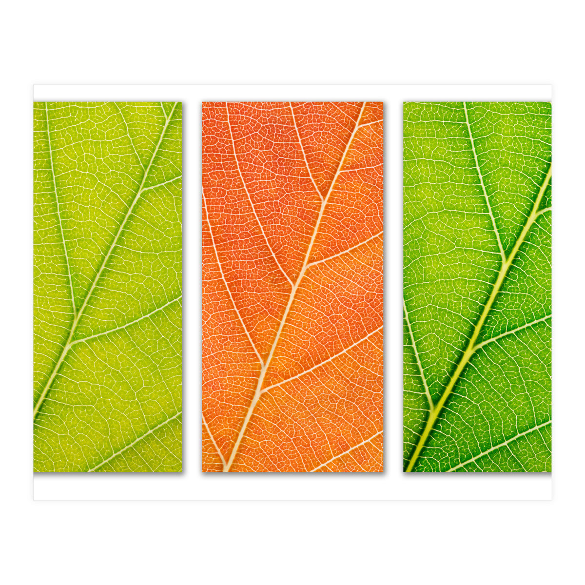 Autumn Leaves (Print Only)