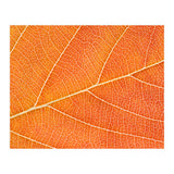 Autumn Leaf (Print Only) thumbnail