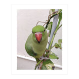 Attractive Indian Parrot (Print Only) thumbnail