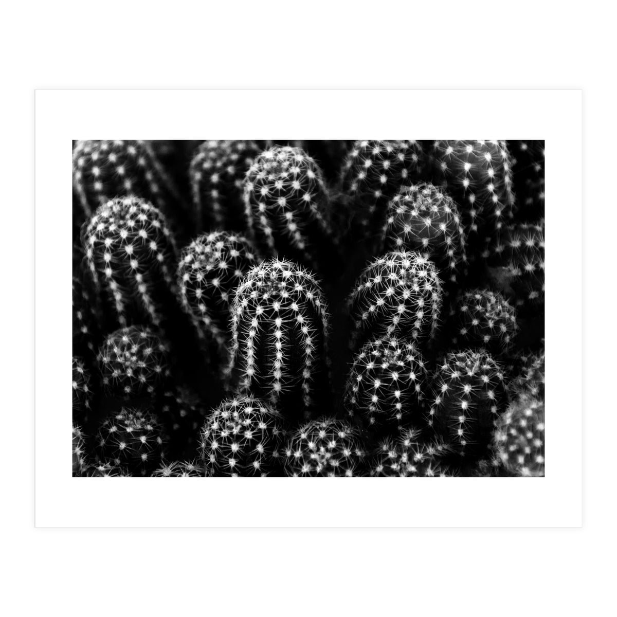 Cactus (Print Only)
