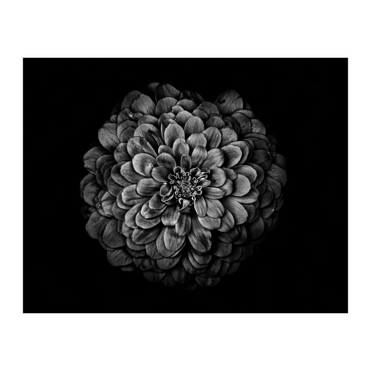 Backyard Flowers In Black And White 54 (Print Only)