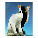 KatzenJammer 13 (Print Only) thumbnail