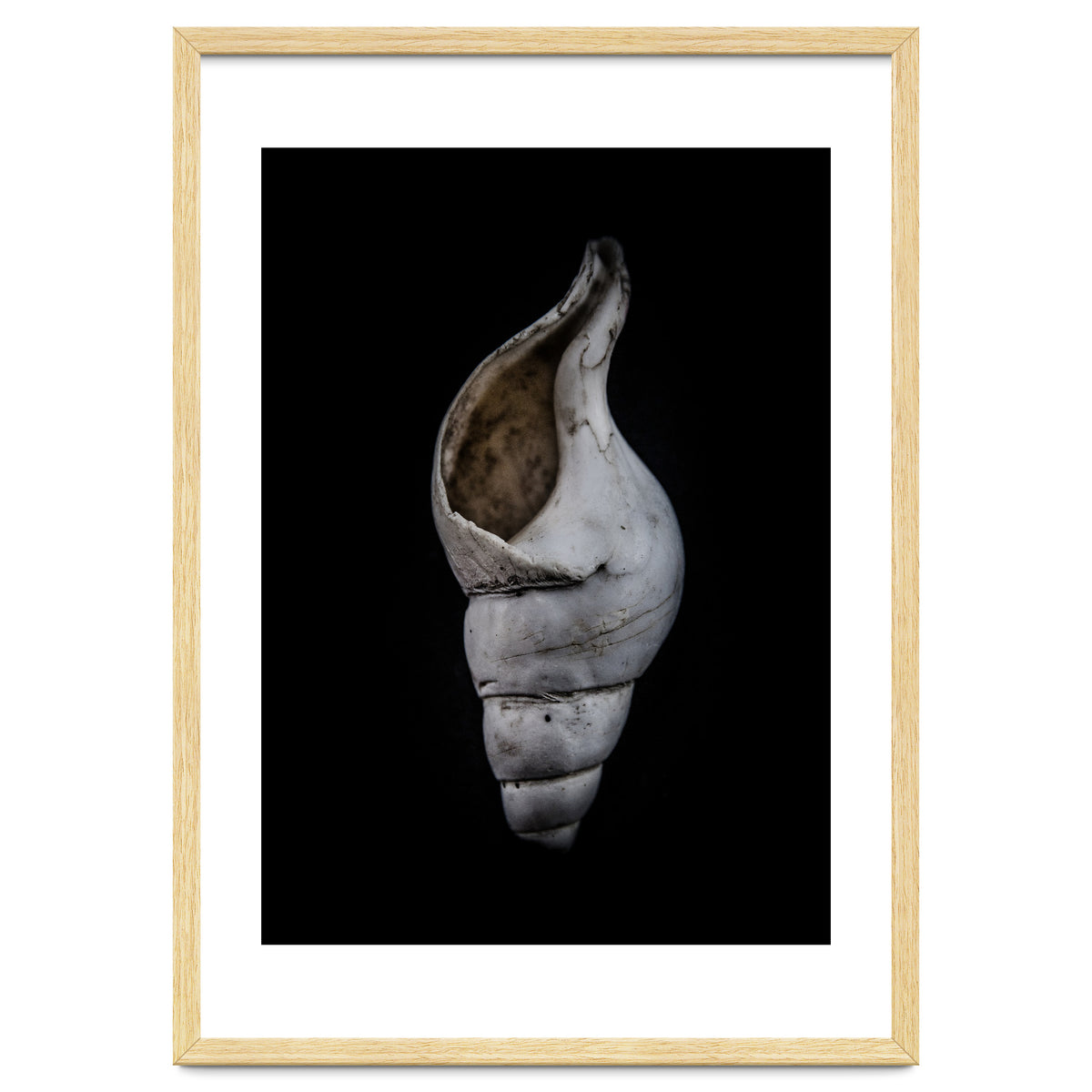 Shells No 12 Color Version