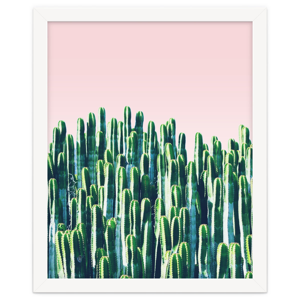 Cactus & Sunset II