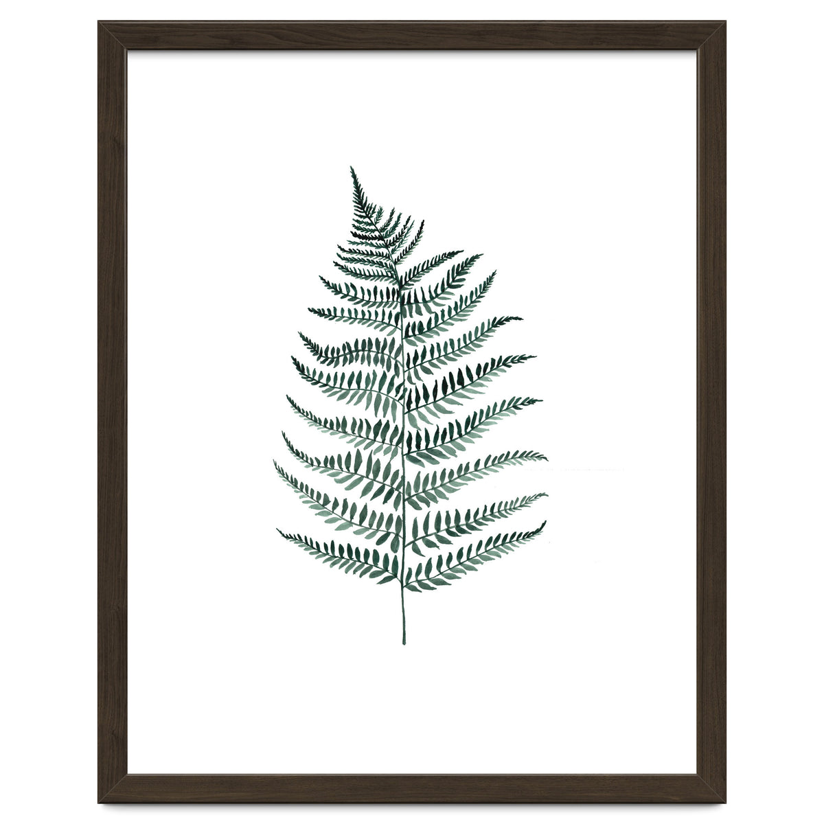 Botanical Illustration Silverfern