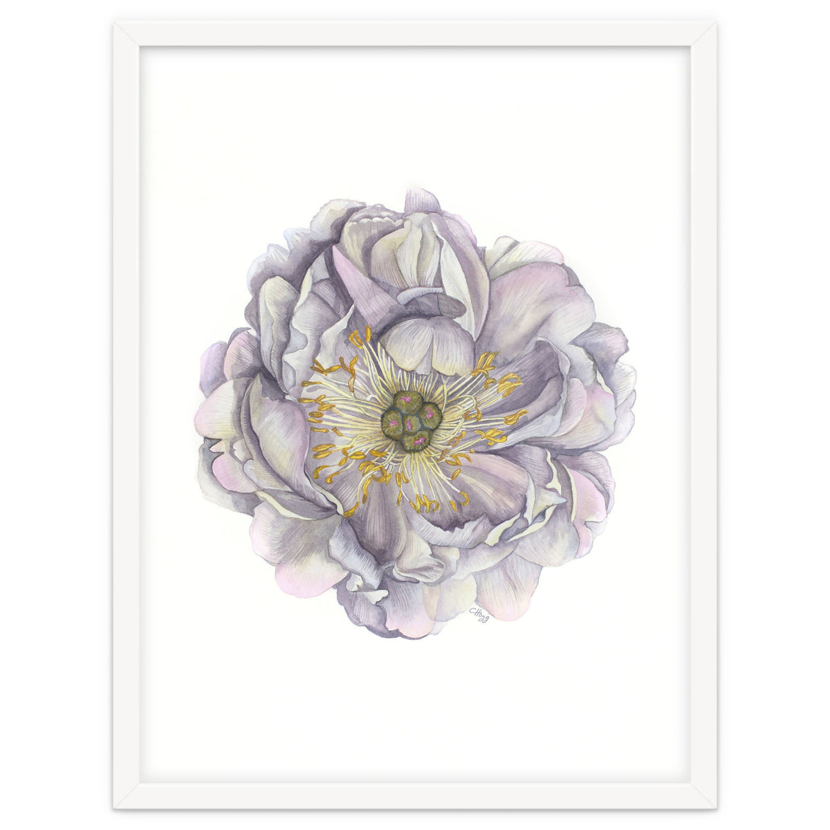 A Peony In Grey Std