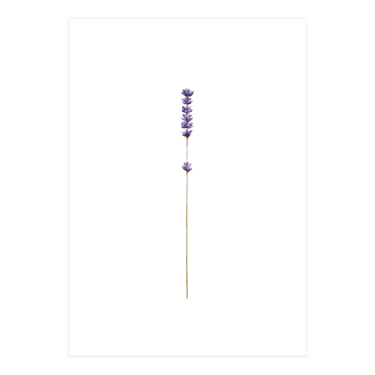 Lavender twig (Print Only)