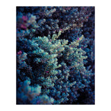 Spring (Print Only) thumbnail