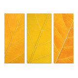 Autumn Leaves (Print Only) thumbnail