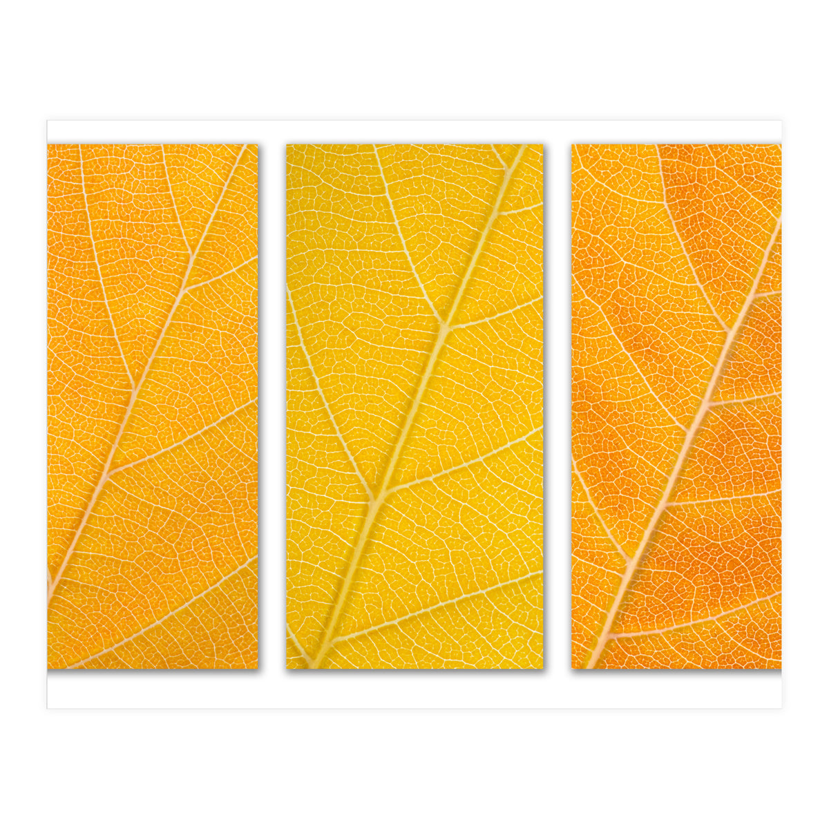 Autumn Leaves (Print Only)