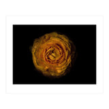 Backyard Flowers No 73 Color Version (Print Only) thumbnail